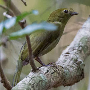 Manakin casqué