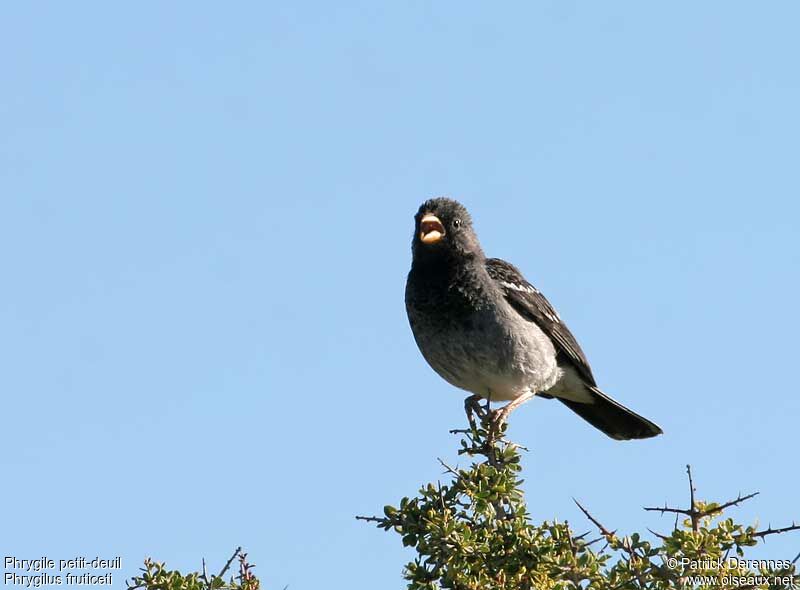 Mourning Sierra Finch