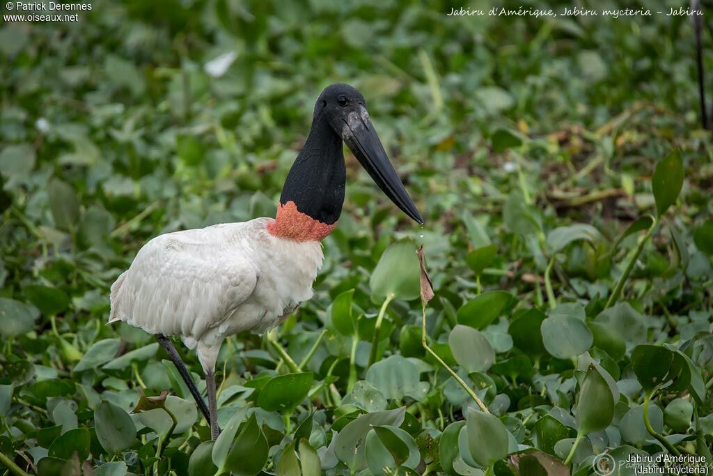 Jabiru, identification, habitat