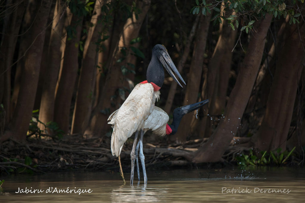 Jabiru d'Amériqueadulte, pêche/chasse, boit