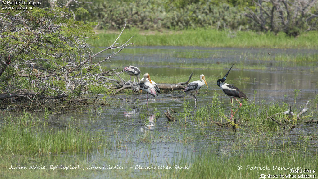 Jabiru d'Asie, identification, habitat