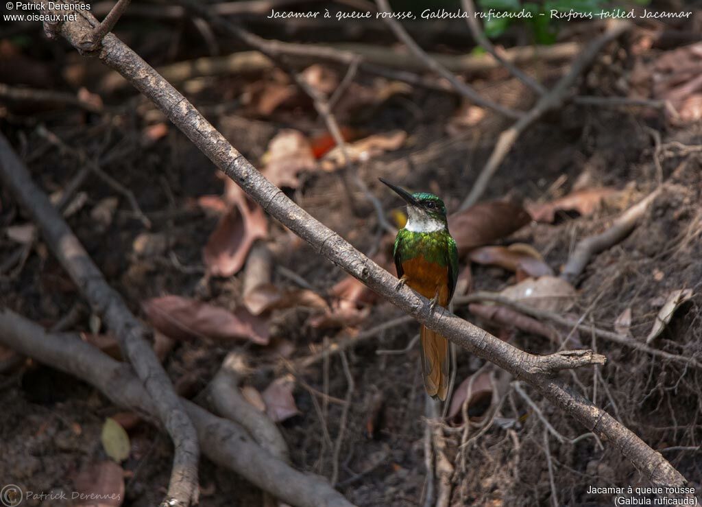 Jacamar à queue rousse, identification, habitat
