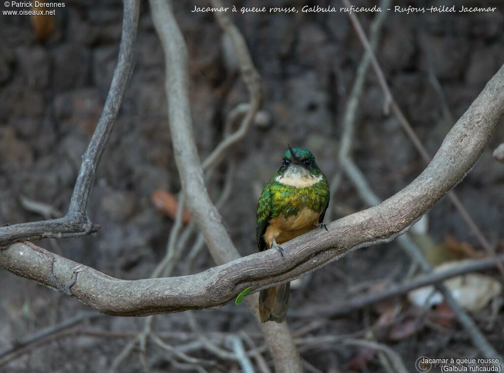 Jacamar à queue rousse, identification, habitat