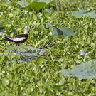Jacana à longue queue