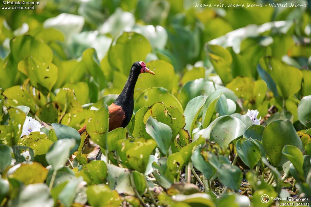 Jacana noir, identification, habitat