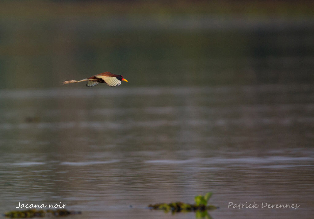 Wattled Jacana, identification, habitat, Flight