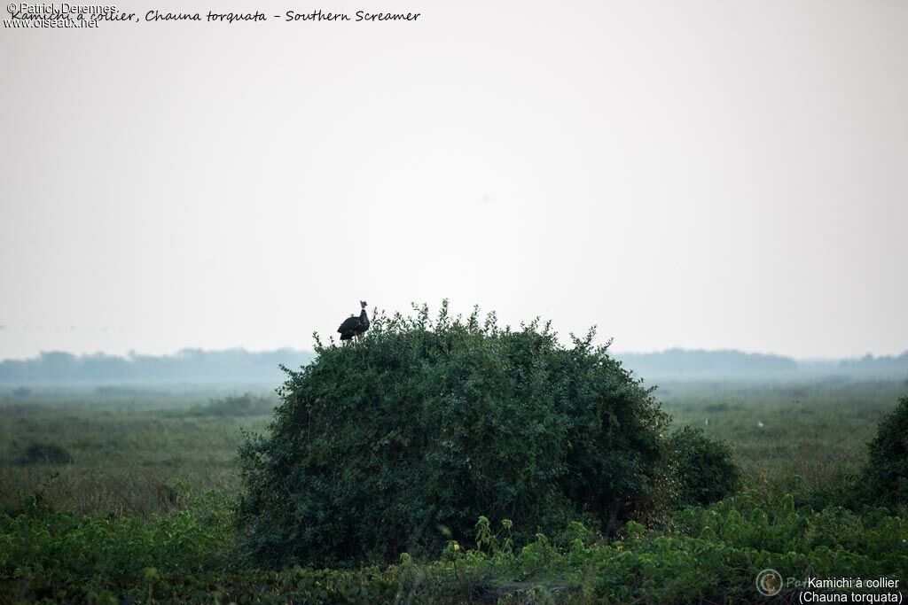 Kamichi à collier, habitat
