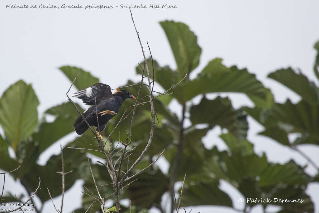 Sri Lanka Hill Myna