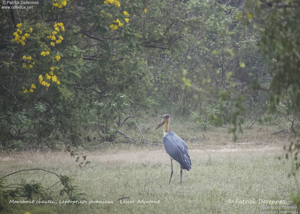 Lesser Adjutant, identification, habitat