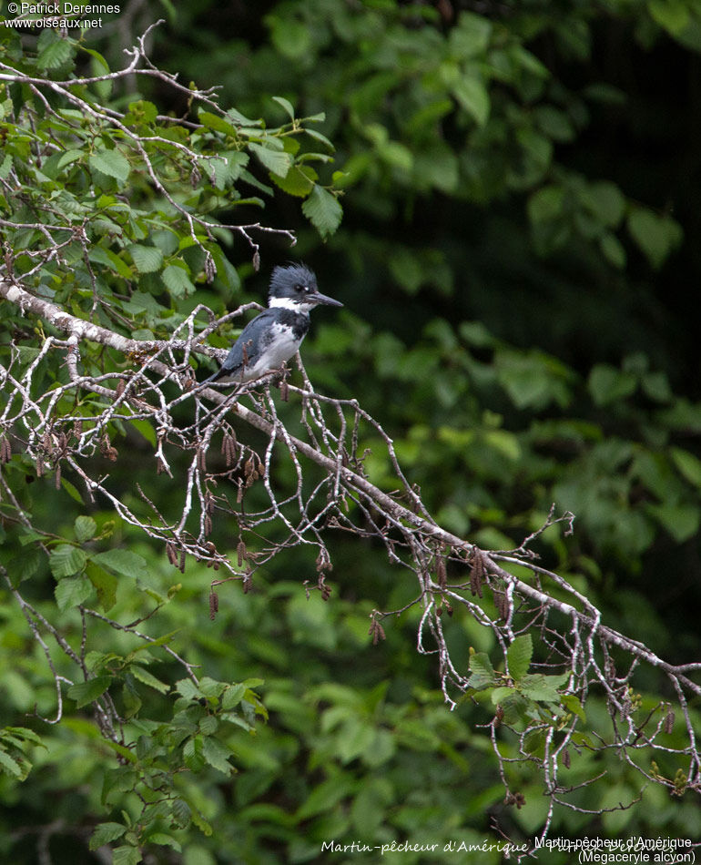 Martin-pêcheur d'Amérique, identification, habitat