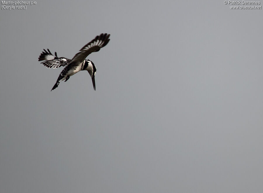 Pied Kingfisheradult, Flight