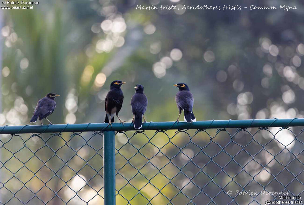 Common Myna
