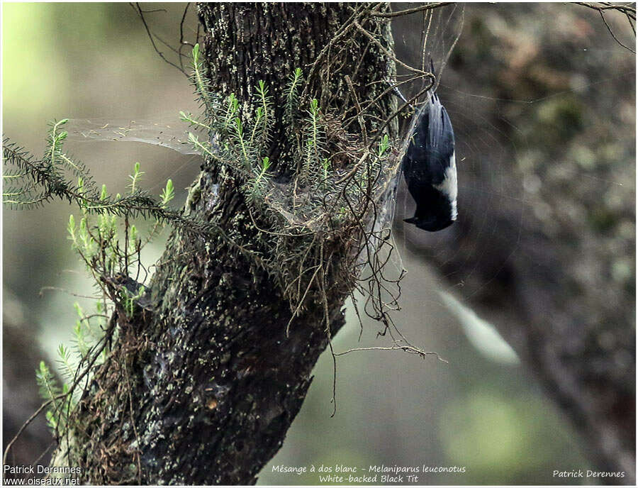 White-backed Black Titadult, habitat, pigmentation, fishing/hunting, Behaviour