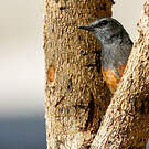 Monticole rougequeue