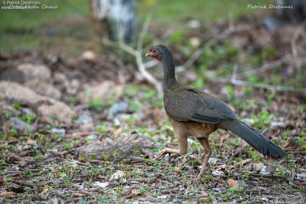 Chaco Chachalaca, identification, habitat