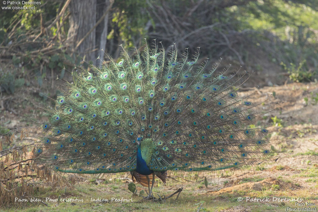 Paon bleu mâle, identification, habitat, parade