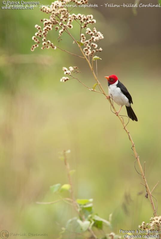 Yellow-billed Cardinal, identification, habitat