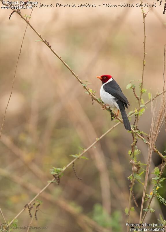 Yellow-billed Cardinal, identification, habitat