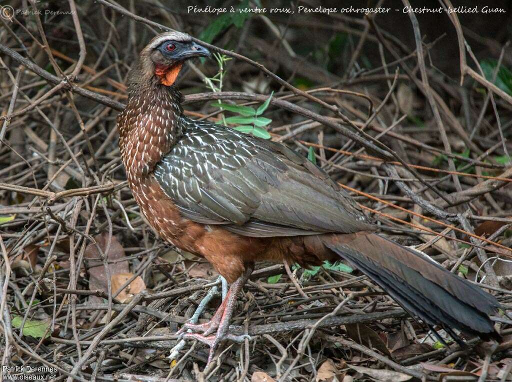 Pénélope à ventre roux, identification