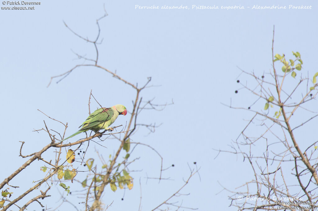 Perruche alexandre mâle, identification, habitat