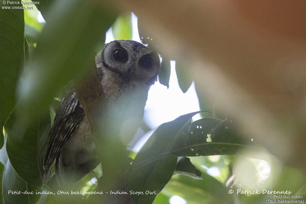 Indian Scops Owl, identification, habitat