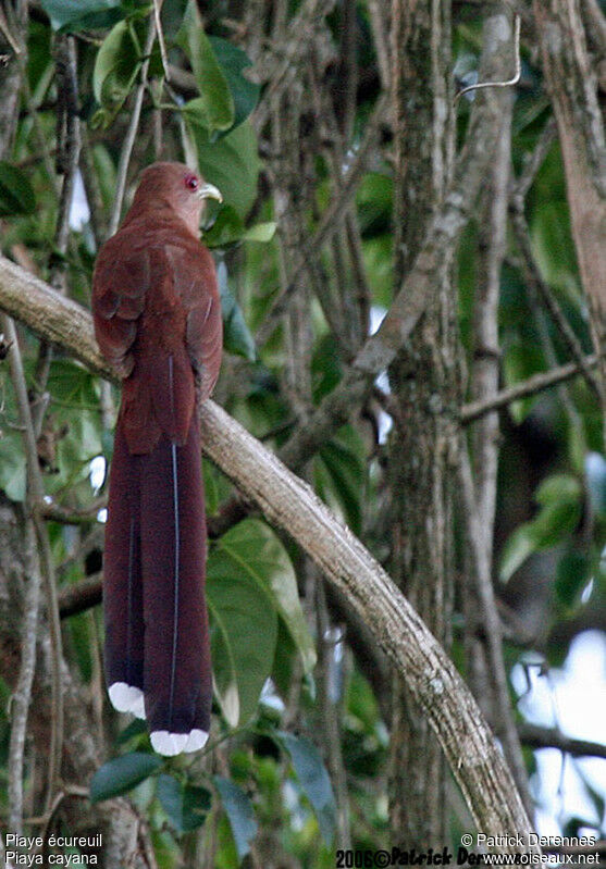 Squirrel Cuckoo