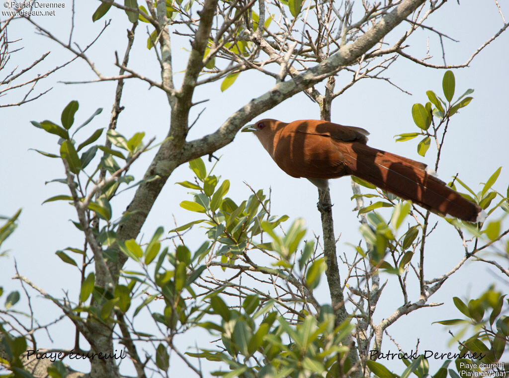 Squirrel Cuckoo, identification, habitat