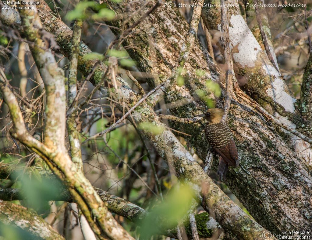 Pic à tête pâle, identification, habitat