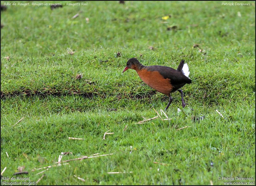 Rouget's Railadult, identification