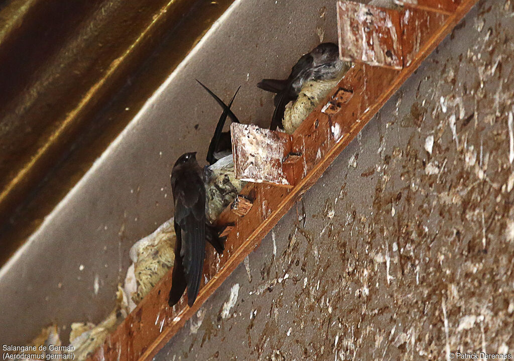 Edible-nest Swiftlet (germani)