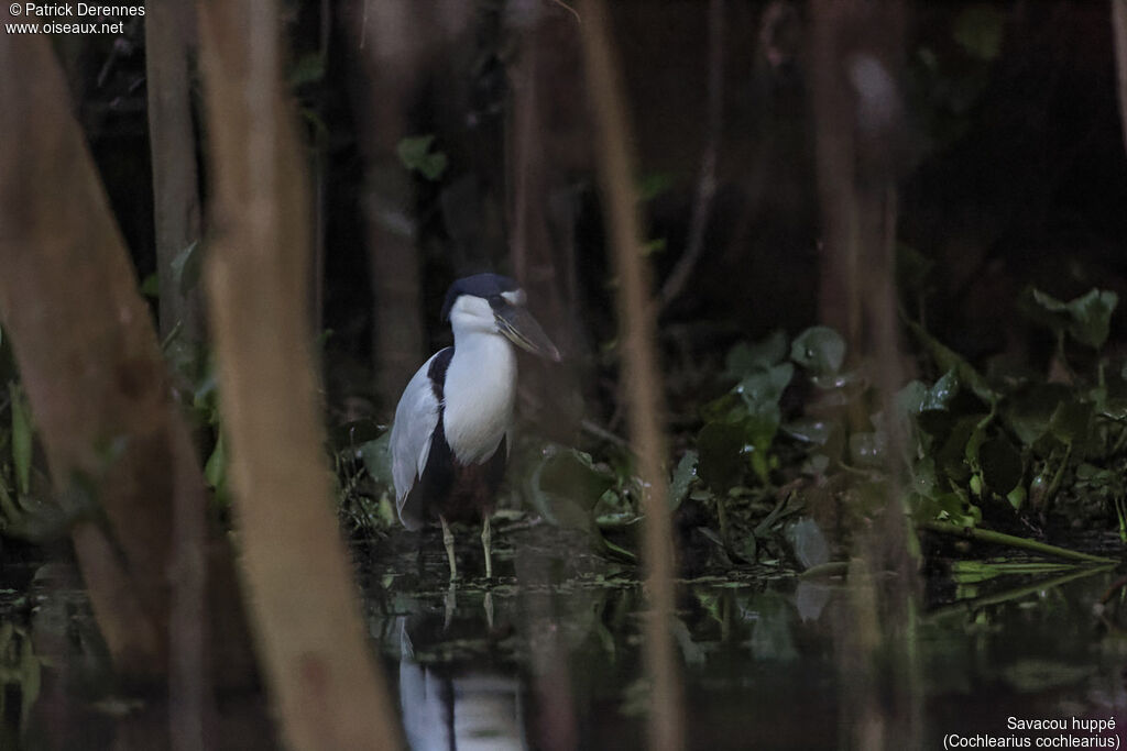 Boat-billed Heronadult, identification, habitat