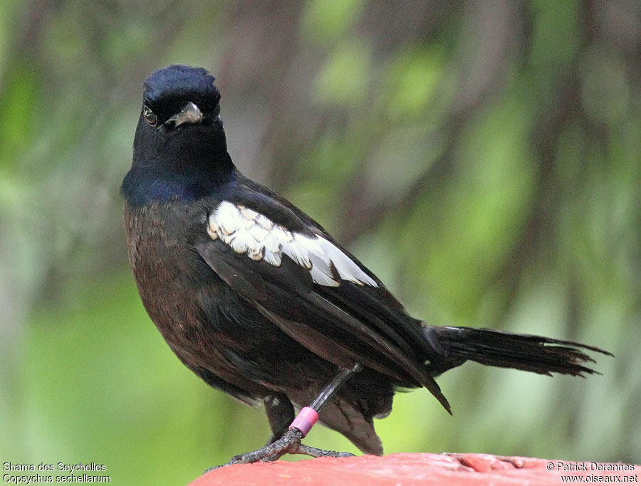 Seychelles Magpie-Robinimmature, identification