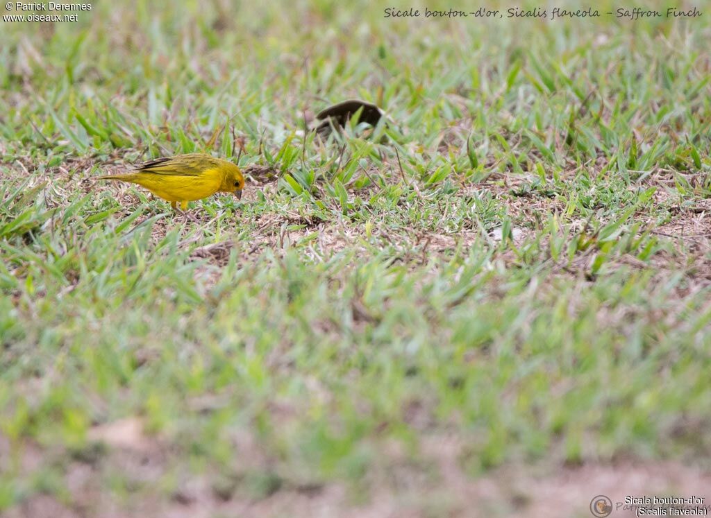 Sicale bouton-d'or mâle, identification, habitat