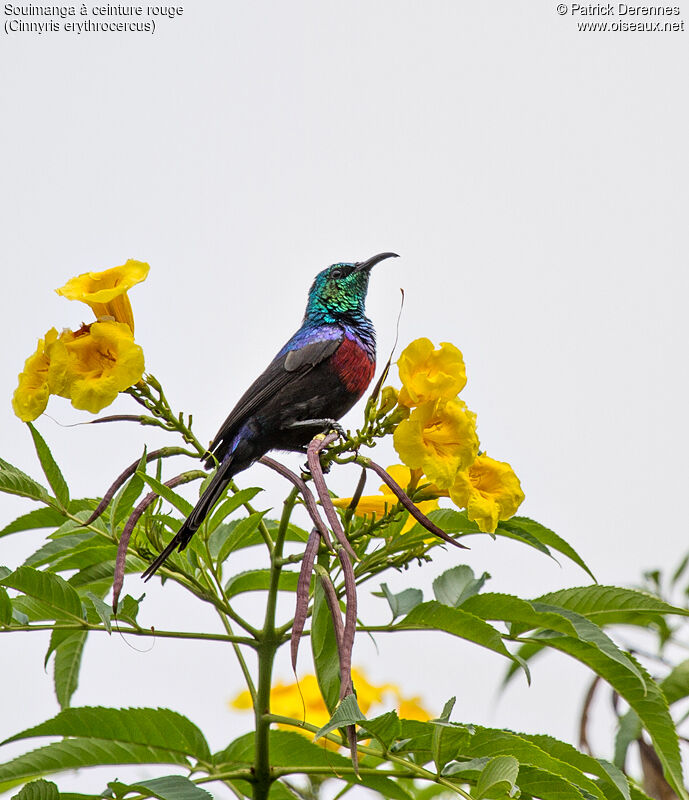 Red-chested Sunbird male adult breeding