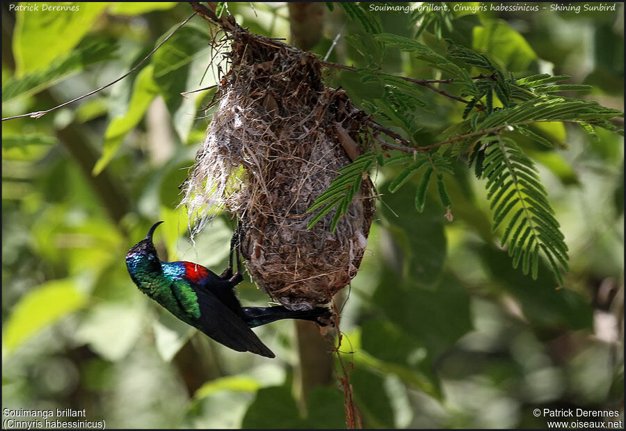 Abyssinian Sunbird male adult, identification, Reproduction-nesting, Behaviour