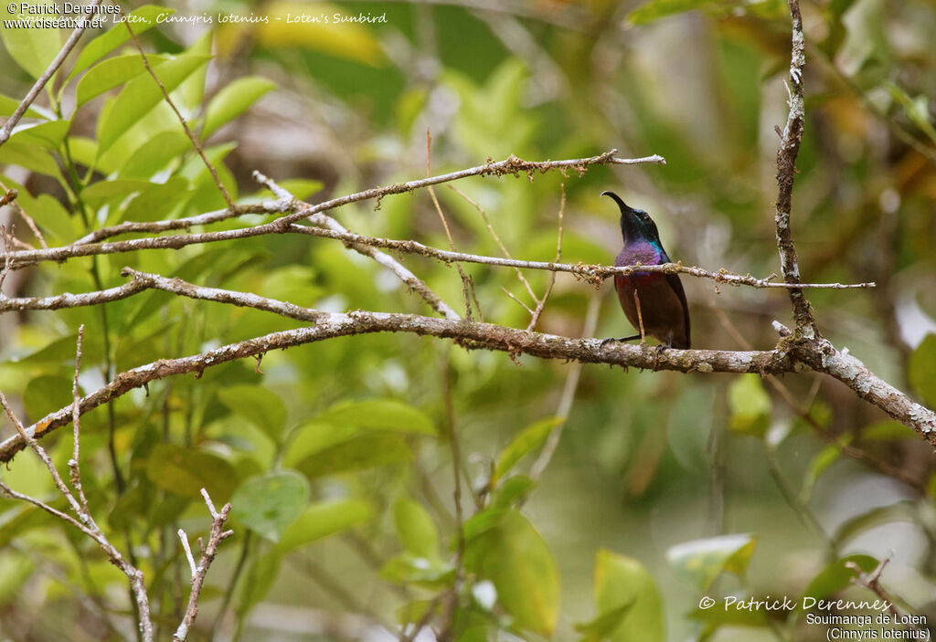 Loten's Sunbird male, identification, habitat