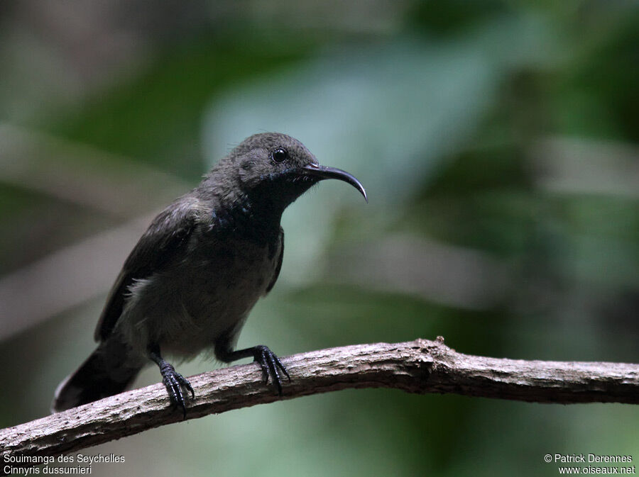 Seychelles Sunbird male adult breeding, identification