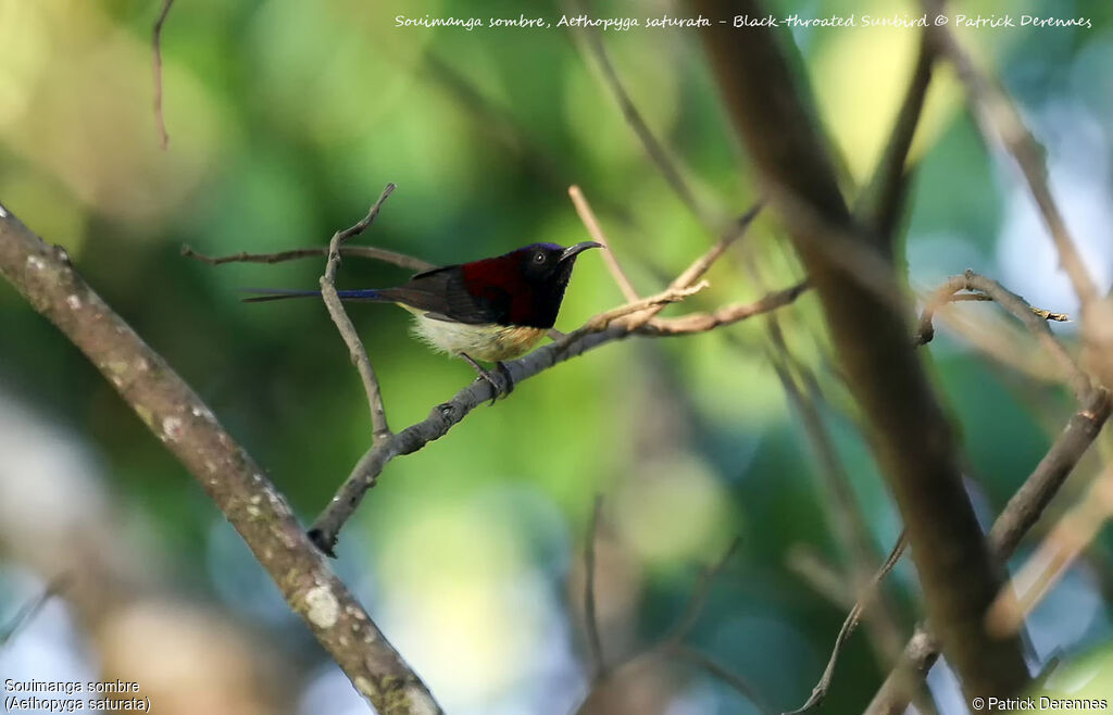 Black-throated Sunbird