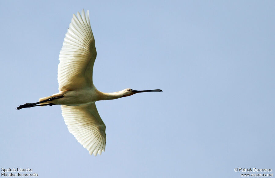 Eurasian Spoonbill, Flight