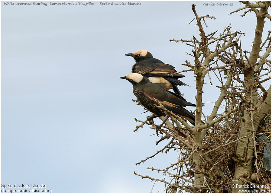 White-crowned Starling adult, identification, Reproduction-nesting