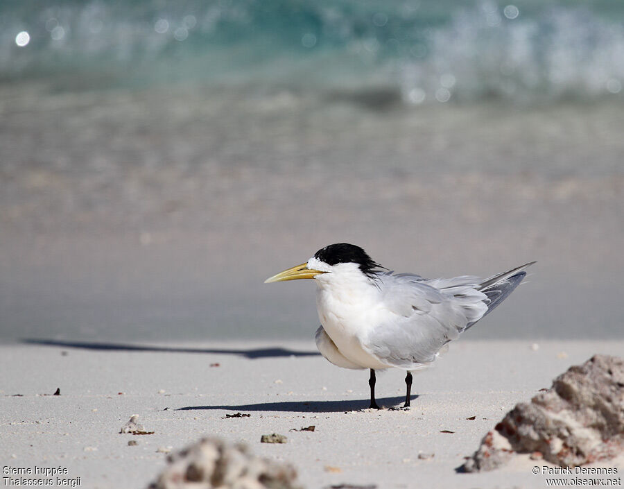 Greater Crested Ternadult post breeding, identification