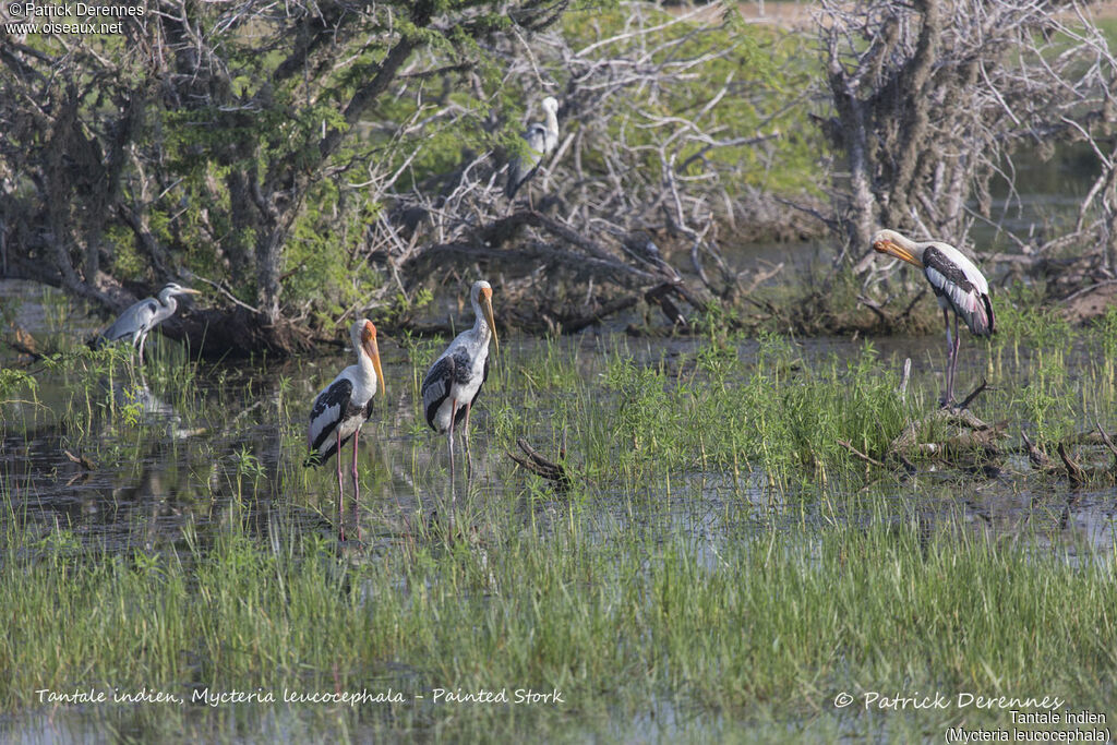Tantale indien, habitat