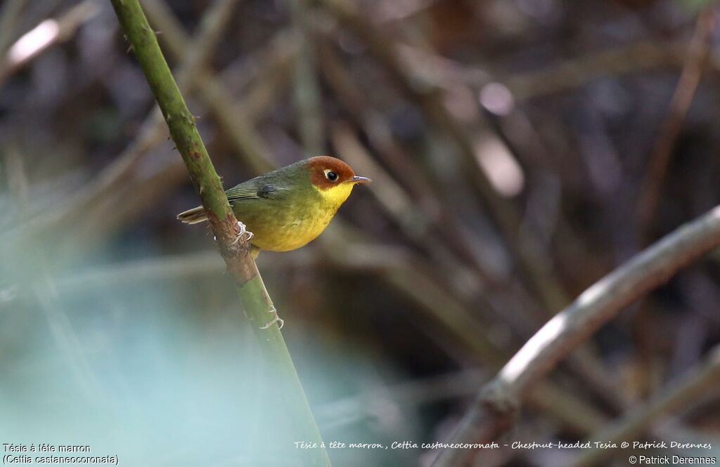 Chestnut-headed Tesia
