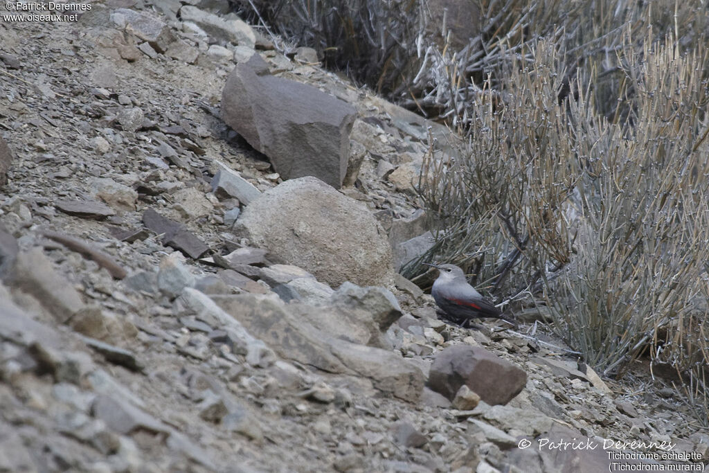 Wallcreeper, identification, habitat