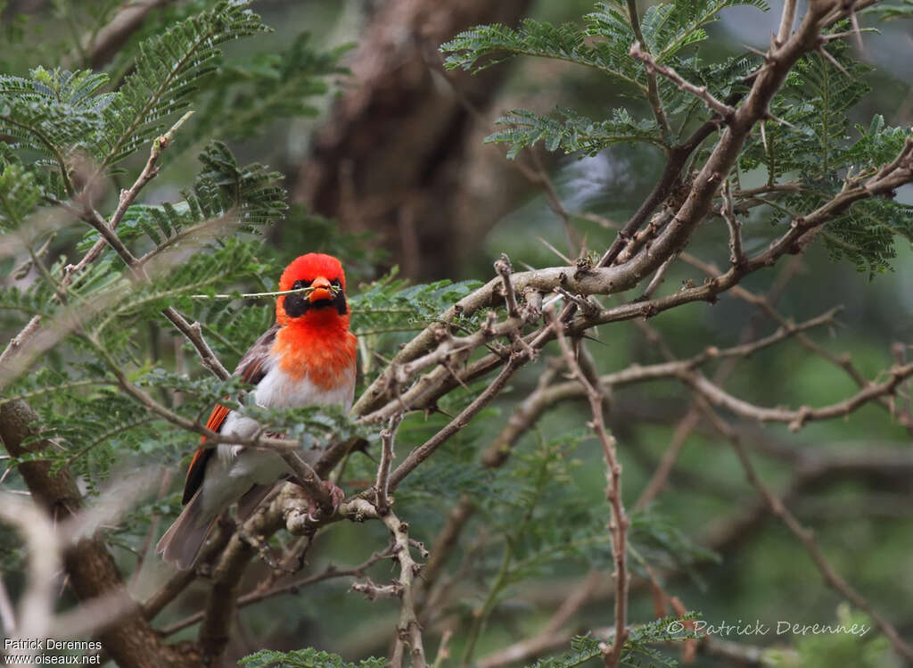 Red-headed Weaver male adult breeding, Reproduction-nesting