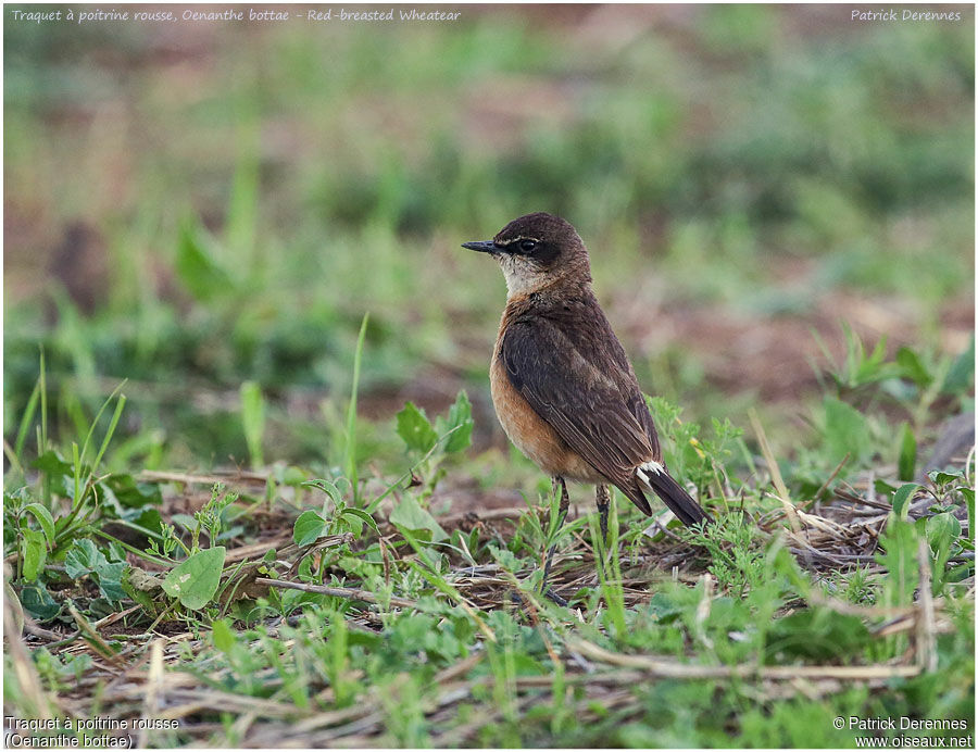 Rusty-breasted Wheatearadult, identification