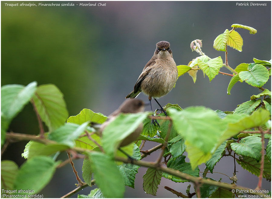 Traquet afroalpin adulte, identification
