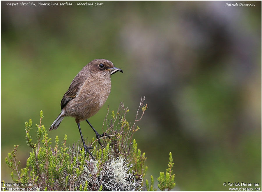 Moorland Chatadult, identification, feeding habits
