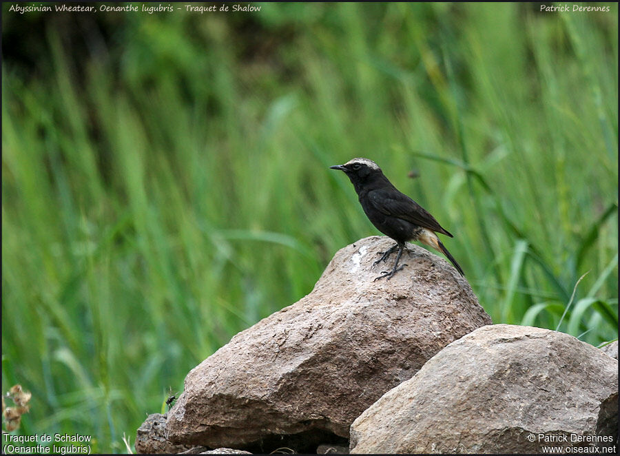 Traquet de Schalowadulte, identification