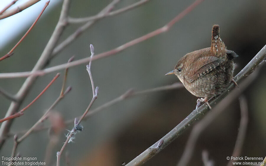Troglodyte mignon, identification